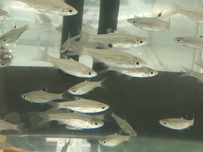 ブルーアイ　ラスボラ　M　