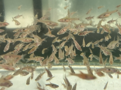 ボララス・マキュラータ　M　１０匹