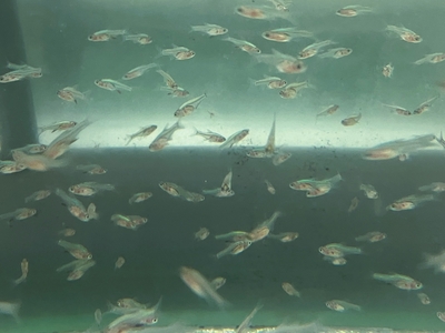 ラスボラ・アクセルロディ　ブルー　M　10匹