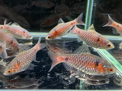 オデッサバルブ　M　