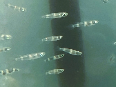 クラウンキリー　M　１０匹