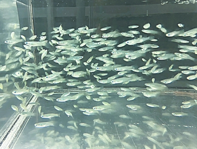 アフリカンランプアイ　M　１０匹