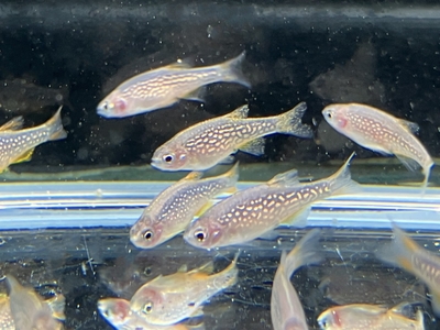 ミクロラスボラハナビ　M　１０匹