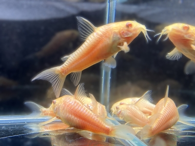 コリドラス　アルビノパレアタス　L