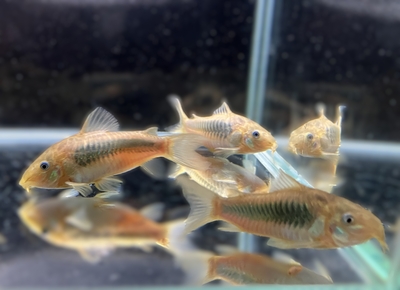 コリドラス・スーパーエクエス　ML