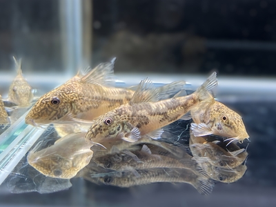 コリドラス　バルバトゥス　ML