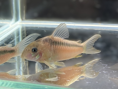 コリドラス　ラバウティ　M