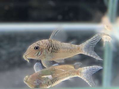 コリドラス　セプテントリオナリス　ML