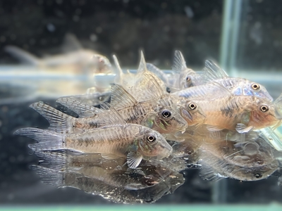 コリドラス　エリザエ　M