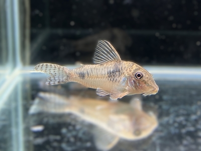 コリドラス・レイノルジー　M