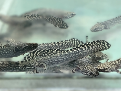 ポリプテルス　オルナティピンニス　10ｃｍぐらい