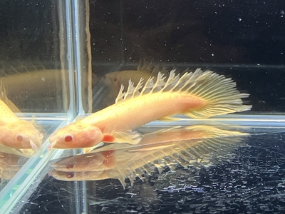 ロングフィンアルビノセネガル　10ｃｍぐらい