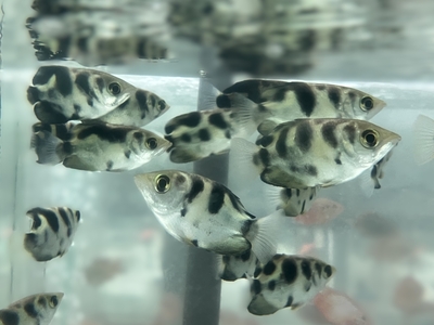 マーブルアーチャーフィッシュ　5ｃｍぐらい