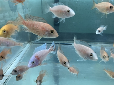 ピンクピーコック　8ｃｍぐらい