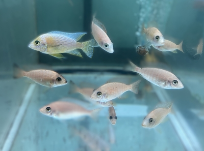 ゴールデンピーコック　8ｃｍぐらい