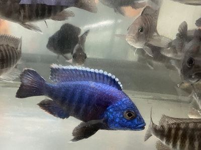 アウロノカラ・ニアサエ　8ｃｍぐらい