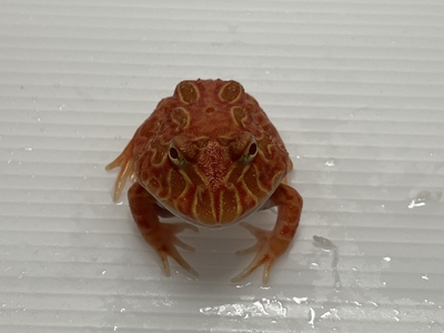 ストロベリー　クランウェルツノガエル　3～4ｃｍ