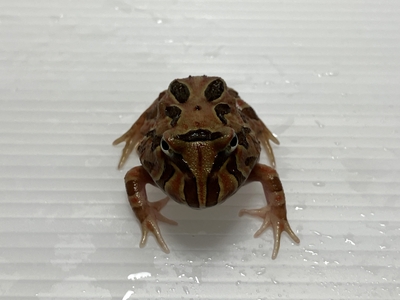 ブラウンクランウェルツノガエル　3～4ｃｍ