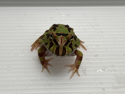 カモクランウェルツノガエル　3～4ｃｍ