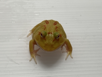 イエロークランウェルツノガエル　3～4ｃｍ