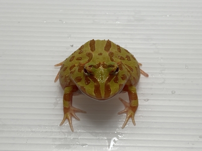 アルビノ・4スポット・パターンレスクランウェルツノガエル　3～4ｃｍ
