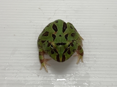 グリーンクランウェルツノガエル　3～4ｃｍ