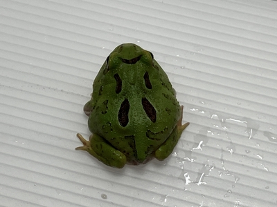 抹茶クランウェルツノガエル　3～4ｃｍ