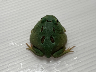ペパーミントブルークランウェルツノガエル　3～4ｃｍ
