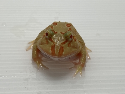 ライムクランウェルツノガエル.
