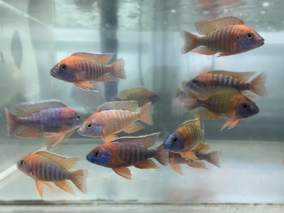 レッドピーコック　10ｃｍぐらい　オス