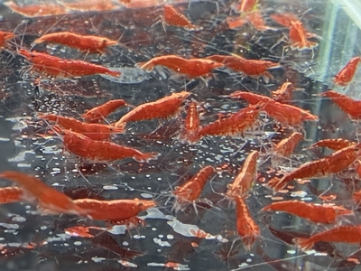 レッドチェリーシュリンプ　10匹　1～2ｃｍ