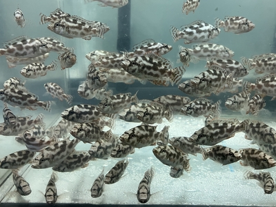 アフリカンシクリッド | 熱帯魚通販フォレスト