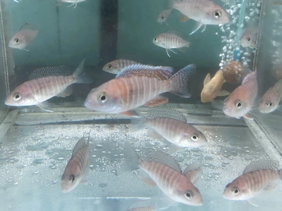 アフリカンシクリッド | 熱帯魚通販フォレスト