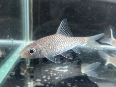 大型コイ科 | 熱帯魚通販フォレスト