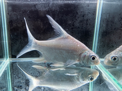 大型コイ科 | 熱帯魚通販フォレスト