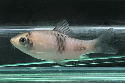 プンテイウス ファスキアータス　5ｃｍ前後