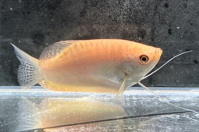 ゴールデングラミー　7ｃｍ前後