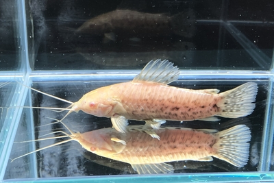 アルビノホプロステルナム　10ｃｍ前後