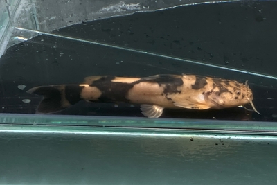 ザンガロ　キャット　7ｃｍ前後