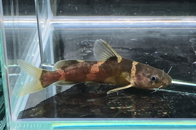 アジアンバンブルビーキャット　7ｃｍ前後
