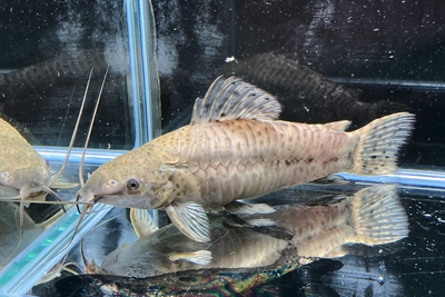 ブラックホプロステルナム　11ｃｍ前後