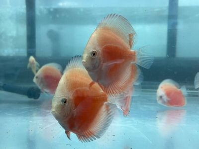 レッドバレンタインデイスカス　8ｃｍぐらい