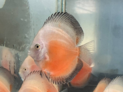 レッドホワイトデイスカス　8ｃｍぐらい