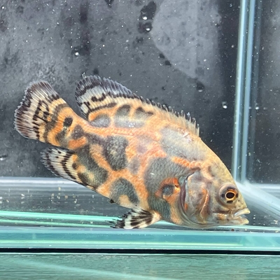 タイガーオスカ　5ｃｍ　前後