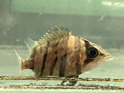 ダトニオプラスワン　ボルネオ産　6ｃｍ前後
