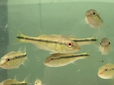キクラ　シングー　10ｃｍ前後