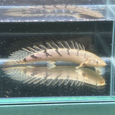 ポリプテルス・デルヘッジ　16ｃｍ前後
