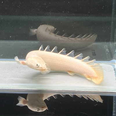 プラチナセネガルス 　12cm前後
