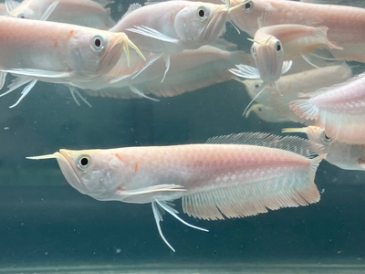 アルビノシルバーアロワナ　15ｃｍ前後