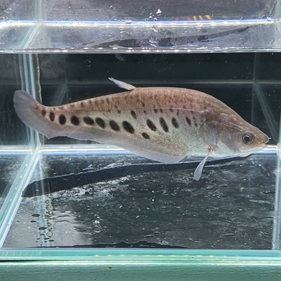 スポットナイフフィッシュ　15ｃｍ前後